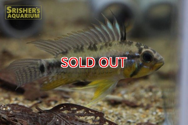 画像4: アピストグラマ  アルパフアヨ (ユルエンシス) (ペア) (4)