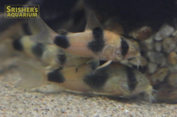 画像5: コリドラス　ワイツマニー WILD (5)