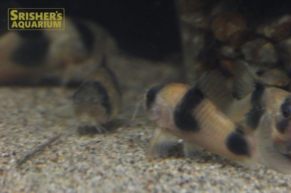 画像3: コリドラス　ワイツマニー WILD (3)