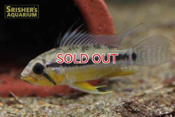 画像5: アピストグラマ  アルパフアヨ (ユルエンシス) (ペア) (5)