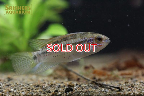 画像2: アピストグラマ  エレムノピゲ (ディアマンテ) (ペア) (2)