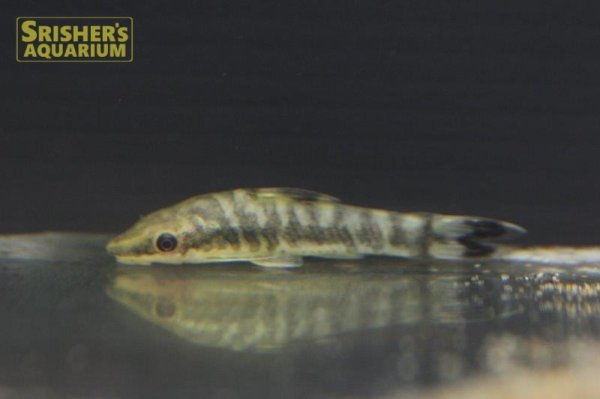 画像3: ニューゼブラオトシン (3)