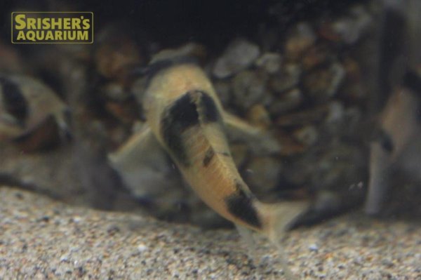 画像4: コリドラス　ワイツマニー WILD (4)