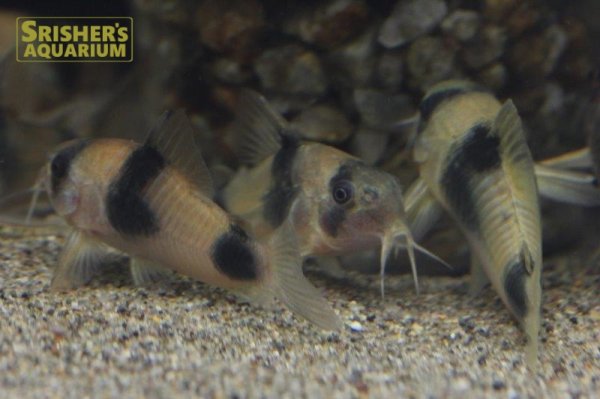 画像2: コリドラス　ワイツマニー WILD (2)