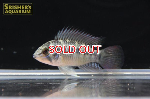 画像2: アピストグラマ ｓｐ. "リオカウラ" sv-50（ペア）n-2【２０１９年採集】【ベネズエラ】 (2)