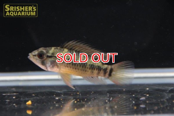 画像3: アピストグラマ ｓp.  sc-200（ペア）n-1【２０１９年採集】【コロンビア】 (3)