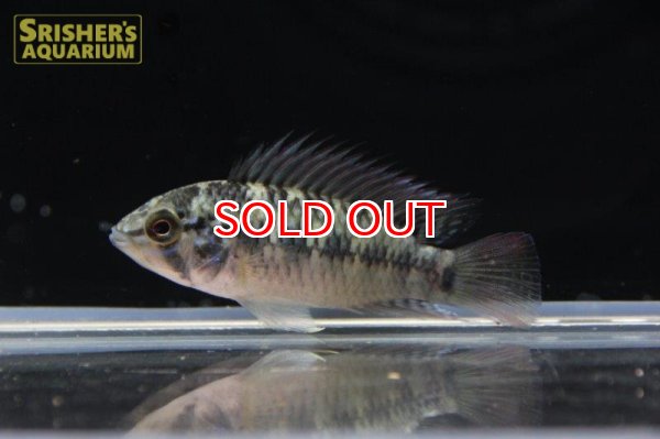 画像5: アピストグラマ ｓｐ. "リオカウラ" sv-50（ペア）n-2【２０１９年採集】【ベネズエラ】 (5)