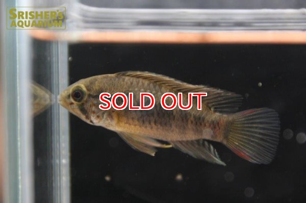 画像4: アピストグラマ ｓp.  sc-66（ペア）n-3【２０１９年採集】【コロンビア】 (4)