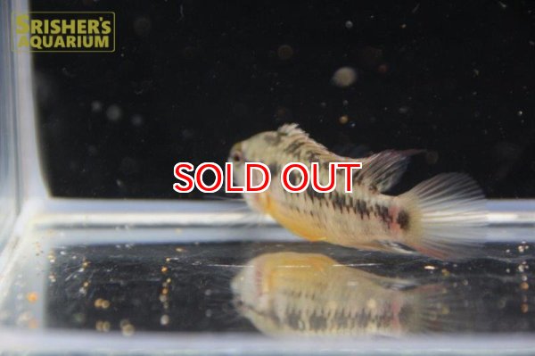 画像11: アピストグラマ ｓp.  sc-26（ペア）n-3【２０１９年採集】【コロンビア】 (11)