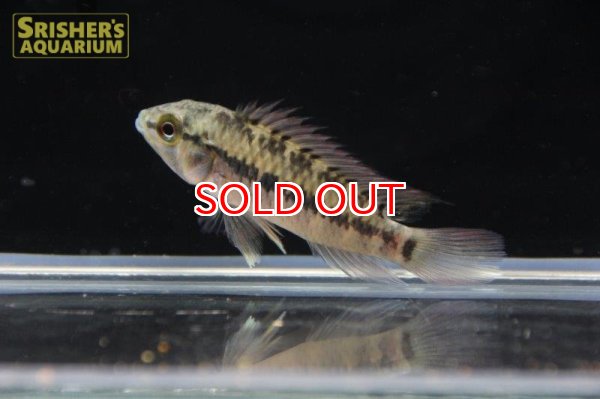 画像5: アピストグラマ ｓｐ. "リオカウラ" sv-50（ペア）n-５【２０１９年採集】【ベネズエラ】 (5)