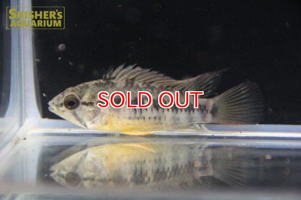 画像10: アピストグラマ ｓp.  sc-26（ペア）n-3【２０１９年採集】【コロンビア】 (10)