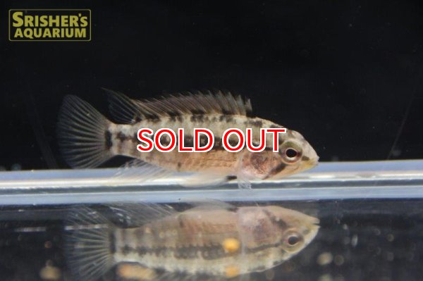 画像3: アピストグラマ ｓｐ.  sv-24（ペア）【２０１９年採集】【ベネズエラ】 (3)