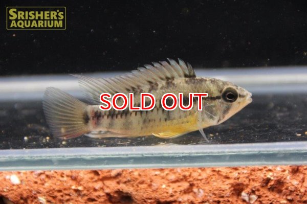 画像9: アピストグラマ ｓp.  sc-26（ペア）n-3【２０１９年採集】【コロンビア】 (9)