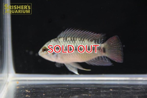 画像4: アピストグラマ ｓｐ. "リオカウラ" sv-50（ペア）n-2【２０１９年採集】【ベネズエラ】 (4)