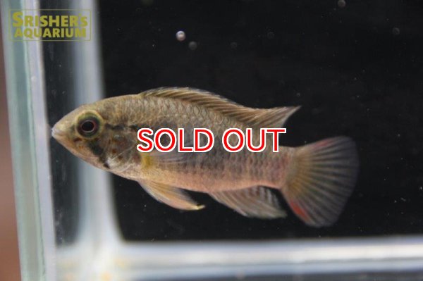 画像6: アピストグラマ ｓp.  sc-66（ペア）n-3【２０１９年採集】【コロンビア】 (6)