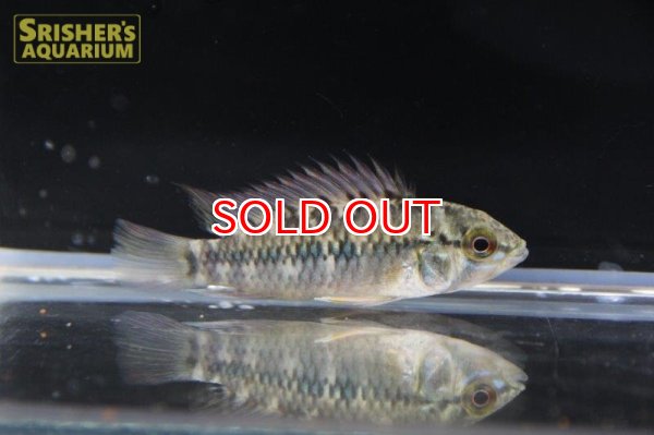 画像6: アピストグラマ ｓｐ. "リオカウラ" sv-50（ペア）n-５【２０１９年採集】【ベネズエラ】 (6)