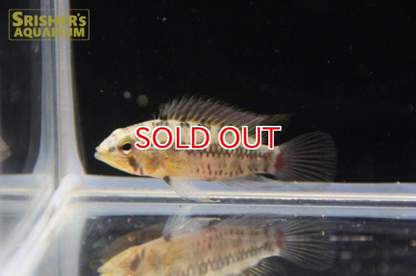 画像2: アピストグラマ ｓｐ.  sv-24（ペア）【２０１９年採集】【ベネズエラ】 (2)