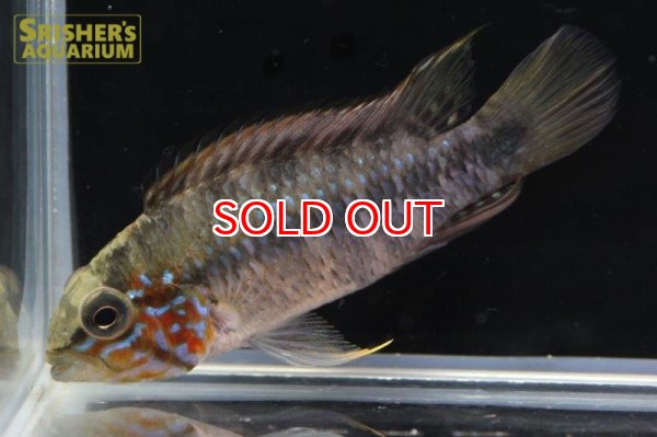 画像3: アピストグラマ ｓp.  "スルビ" （オス）n-5【２０１8年採集】【イサナ川最上流産】 (3)