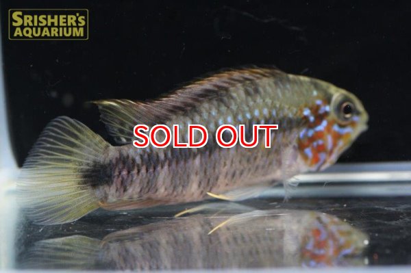 画像4: アピストグラマ ｓp.  "スルビ" （オス）n-5【２０１8年採集】【イサナ川最上流産】 (4)