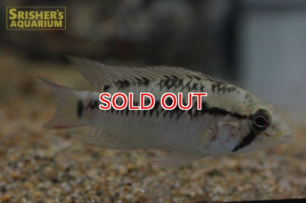 画像3: アピストグラマ ｓp.  sc-66（ペア）n-3【２０１９年採集】【コロンビア】 (3)