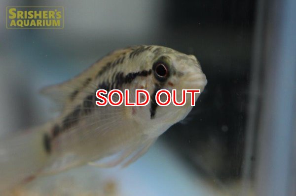 画像2: アピストグラマ ｓp.  sc-66（ペア）n-3【２０１９年採集】【コロンビア】 (2)