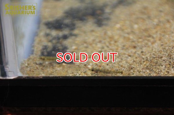 画像2: ペイルグリーンダータテトラ（ベネズエラ）【２０１９年採集】【ベネズエラ】 (2)