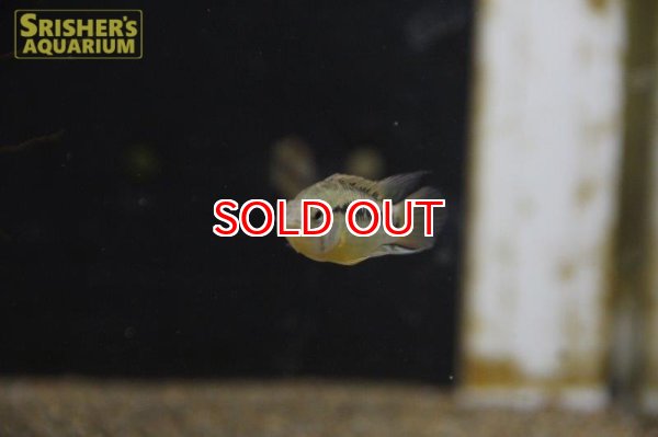 画像7: アピストグラマ ｓp.  sc-26（ペア）n-3【２０１９年採集】【コロンビア】 (7)