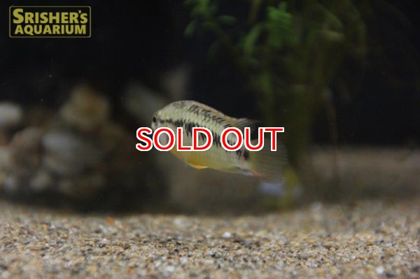 画像8: アピストグラマ ｓp.  sc-26（ペア）n-3【２０１９年採集】【コロンビア】 (8)