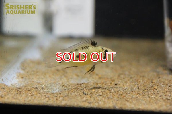 画像9: アピストグラマ ｓｐ.  sv-125（ペア）n-3【２０１９年採集】【ベネズエラ】 (9)