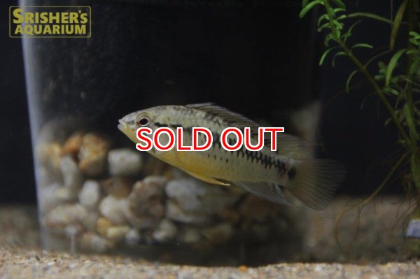 画像6: アピストグラマ ｓp.  sc-26（ペア）n-3【２０１９年採集】【コロンビア】 (6)