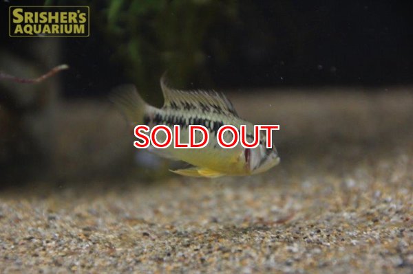 画像5: アピストグラマ ｓp.  sc-26（ペア）n-3【２０１９年採集】【コロンビア】 (5)