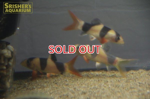 画像2: クラウンローチ　 (2)