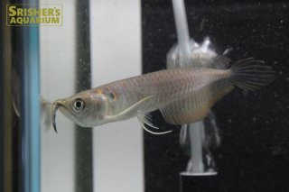 アロワナ 古代魚 Arowana スリッシャーズ アクアリウム 熱帯魚通販 熱帯魚専門店