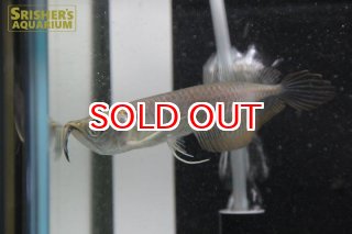 アロワナ、古代魚 - Arowana - スリッシャーズ アクアリウム