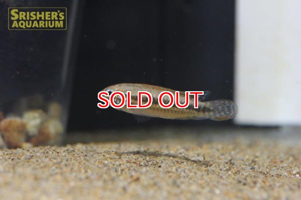 画像2: アピストグラマ sp. ミウア ワイルド (ペア) (2)