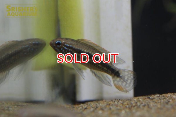 画像4: アピストグラマ sp. ミウア ワイルド (ペア) (4)