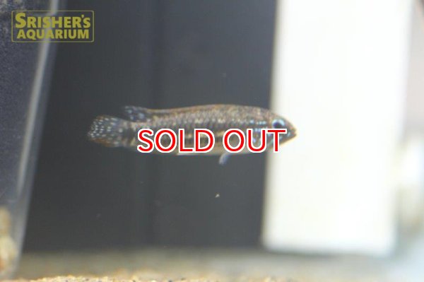 画像5: アピストグラマ sp. ミウア ワイルド (ペア) (5)