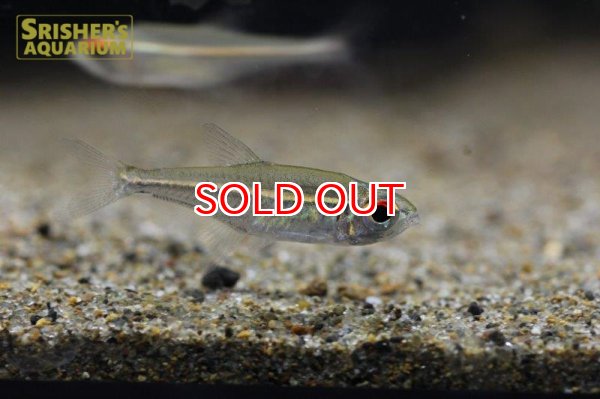 画像2: ホプロカラックス ゴエッセイ リオブランコ (2)