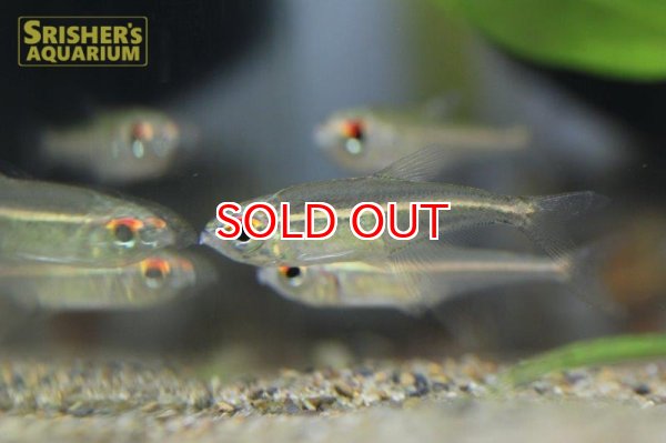 画像3: ホプロカラックス ゴエッセイ リオブランコ (3)