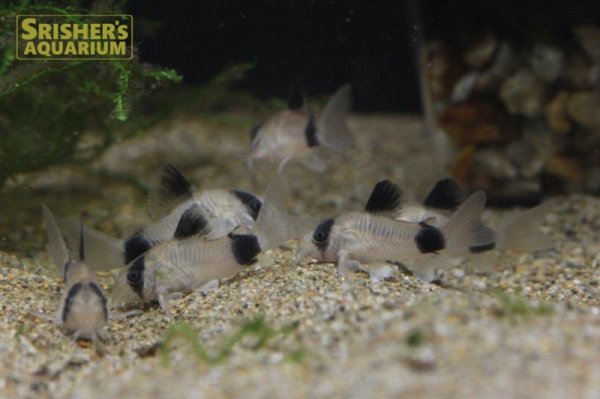 画像4: コリドラス パンダ （ブリード）（M) (4)