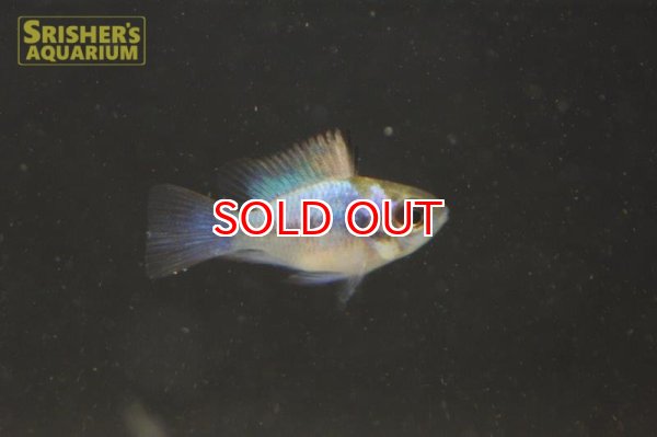 画像5: コバルトブルーバルーンラミレジ (5)