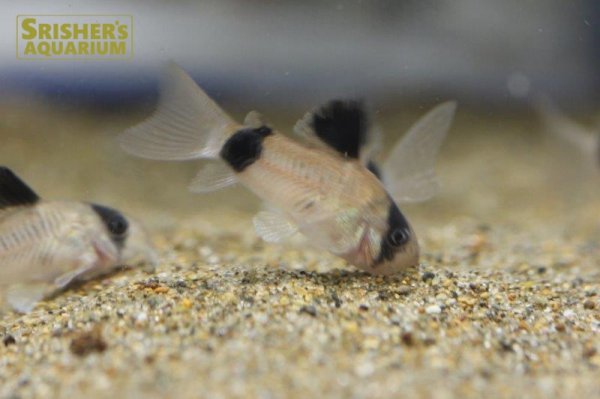 画像2: コリドラス パンダ （ブリード）（M) (2)