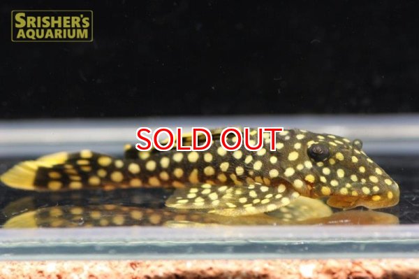 画像2: オレンジフィンカイザープレコ (2)