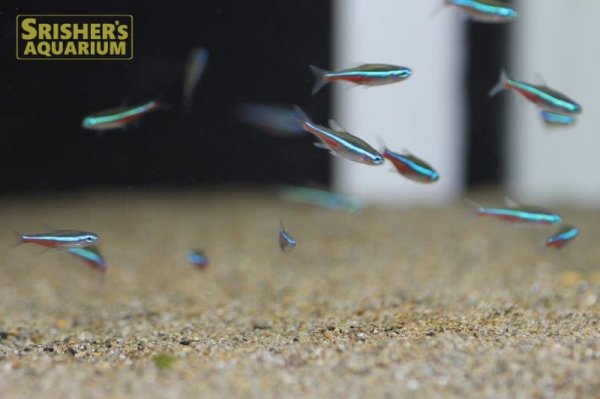 画像2: グリーンネオンテトラ　(コロンビア) まとめ買いがお得！ (2)