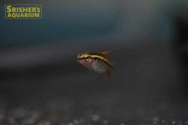 画像2: チェリーバルブ (2)