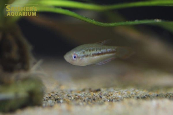 画像4: ピグミーグラミー (4)