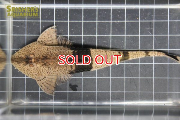 画像2: カメレオンロリカリア（コロンビア産）（ペア） (2)