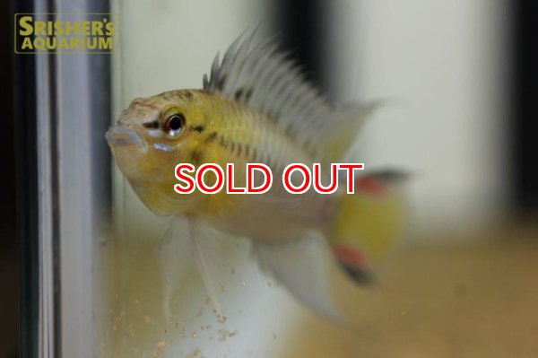 画像6: アピストグラマ sp.sv-114（ペア）【２０１９年採集】【ベネズエラ】 (6)