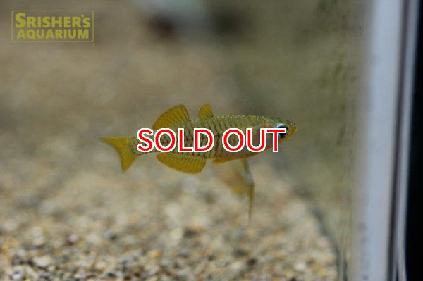 画像2: プシュードムギル レティキュラータス（ペア） (2)