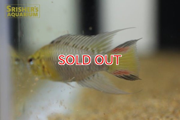 画像5: アピストグラマ sp.sv-114（ペア）【２０１９年採集】【ベネズエラ】 (5)